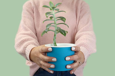 Why should your business go plastic free?