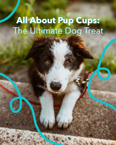 All About Pup Cups: The Ultimate Dog Treat